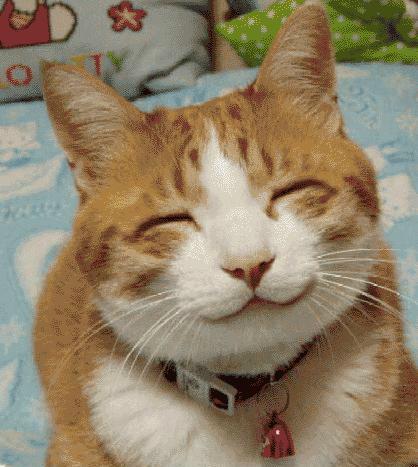Foto Lucu: Kucing Tersenyum Manis di Depan Kamera Tek