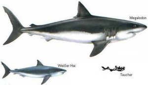 perbandingan antara hiu